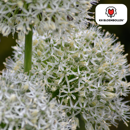 Allium 'White Giant' – Zierlauch – große, reinweiße Blütenkugeln – imposante Sommerblüher – 5 Blumenzwiebeln – ↕120cm – ideal für Beet & Rabatte