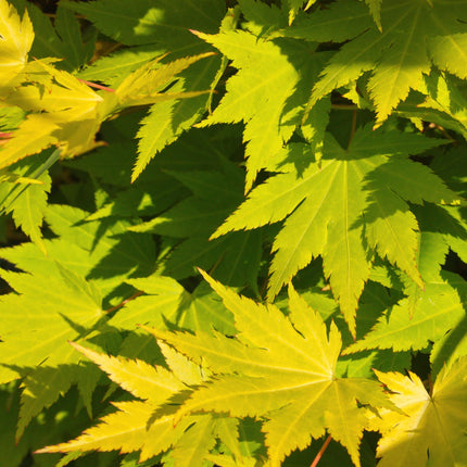 Japanischer Ahorn – Acer palmatum 'Jordan' – 2 Pflanzen – ca. 70 cm hoch – Ø19 cm – leuchtend gelbe Blätter – Balkon- & Gartenpflanze