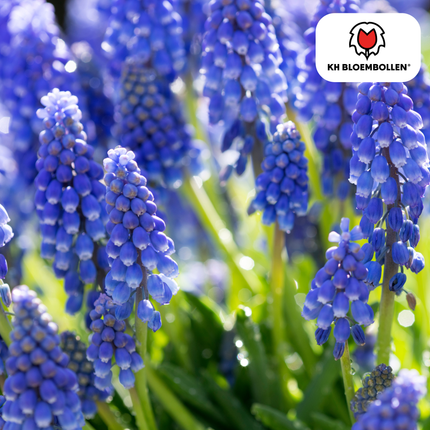 Muscari ‘Bleu Moon’ – Traubenhyazinthen – 20 Blumenzwiebeln – ↕15-20cm – große blau-violette Blüten – Frühlingsblüher für Beete, Töpfe & Steingärten