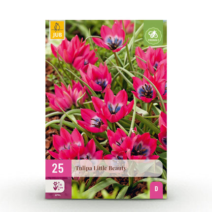 Blumenzwiebeln Tulipa Little Beauty – Dunkelrosa – 25 Stück – Zwiebelgröße 6/7 – Zwerg-Tulpen für Garten, Balkon & Terrasse – Frühjahrsblüher April bis Mai