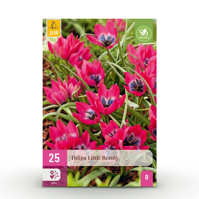 Blumenzwiebeln Tulipa Little Beauty – Dunkelrosa – 25 Stück – Zwiebelgröße 6/7 – Zwerg-Tulpen für Garten, Balkon & Terrasse – Frühjahrsblüher April bis Mai