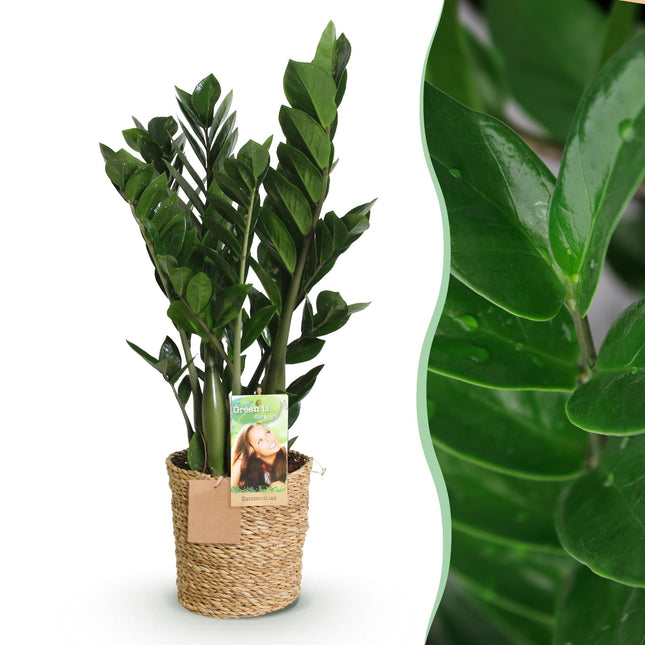Zamioculcas – 65-75cm – 17cm inkl. Naturkorb – Pflegeleichte ZZ – Pflanze – Robuste Grünpflanze für Wohnzimmer, Büro & Schlafzimmer