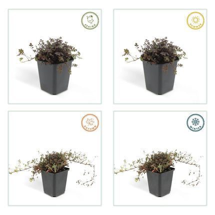 Acaena microphylla 'Kupferteppich' – Bodendecker Ø9cm – Höhe 10-25cm – Flachwachsende, pflegeleichte Pflanze – Für Garten, Steingarten & Wege – 24 Pflanzen