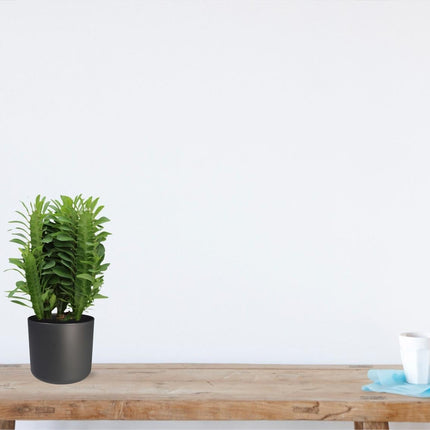 Euphorbia Trigona – Wolfsmilch – Zimmerpflanze – Ø12cm – ↕40cm – Sukkulente – Pflegeleicht & robust – Für hellen Halbschatten