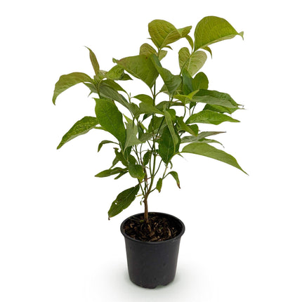 Cornus mas – 12cm – Höhe ca. 35cm – Gelbe Frühjahrsblüte & dunkelgrünes Laub – Laubabwerfender pflegeleichte Kornelkirsche für Beet, Balkon & Terrasse