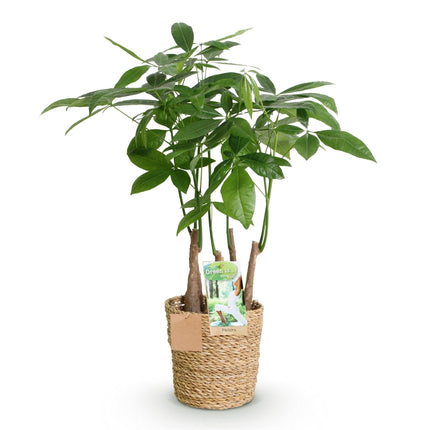 Pachira Aquatica Mehrstamm – 50-55cm – 17cm inkl. Naturkorb – Pflegeleichter Geldbaum