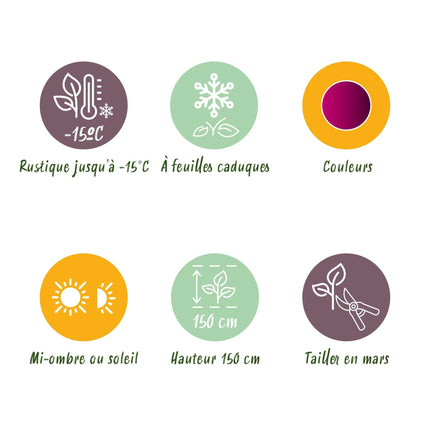 Japanischer Ahorn Acer palmatum 'Skeeter’s Broom' – Lila – Balkon- & Gartenpflanze – Ø19 cm – Ca. 70 cm hoch – Kompakter Zierahorn mit eindrucksvollem Farbspiel