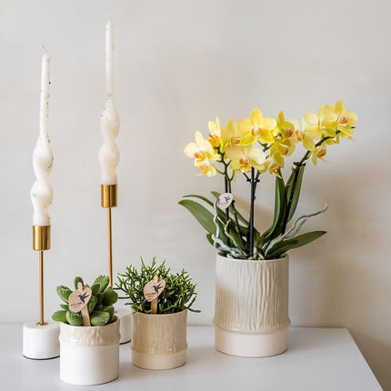 Bamboo Übertopf Travertine – Blumentopf Ø9cm – Naturfarbener Pflanztopf mit Bambusstruktur – Moderner Übertopf für Orchideen Zimmerpflanzen & Deko