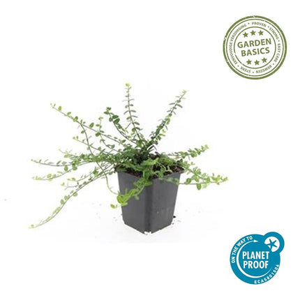 Kleinblättrige Teppichspindel – Euonymus fortunei 'Minimus' – ↑10-25cm – Ø9cm – 60 Pflanzen – Kompakter Bodendecker, winterhart, pflegeleicht, gelb-grünes Laub