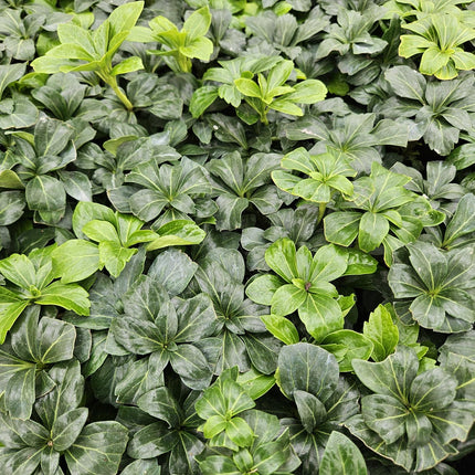 Schattengrün Pachysandra terminalis 'Green Sheen' – ↕10-25cm – Ø9cm – 20 Pflanzen – Winterhart & Immergrün – Bodendecker für Schatten & Garten