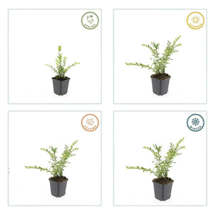 Immergrüne Kriech-Heckenkirsche Lonicera pileata – ↕10-25cm – Ø9cm – 6 Pflanzen – Bodendecker & niedrige Hecke – Pflegeleicht & Winterhart – Bienenfreundlich