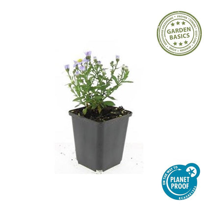 Kissen-Aster – Aster D 'Prof. Anton Kippenberg' – ↑10-25cm – Ø9cm – 40 Pflanzen – Herbstblühende, pflegeleichte Staude für Beete, Töpfe & Schnittblumen – Schmetterlingsfreundlich