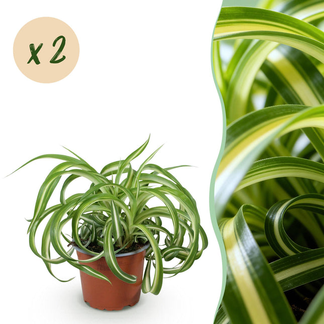 Chlorophytum comosum Bonnie – 2 Pflanzen – Ø12cm Höhe 20-25cm – Grünlilie mit grün – weißen gedrehten Blättern – Haustierfreundliche Zimmerpflanze