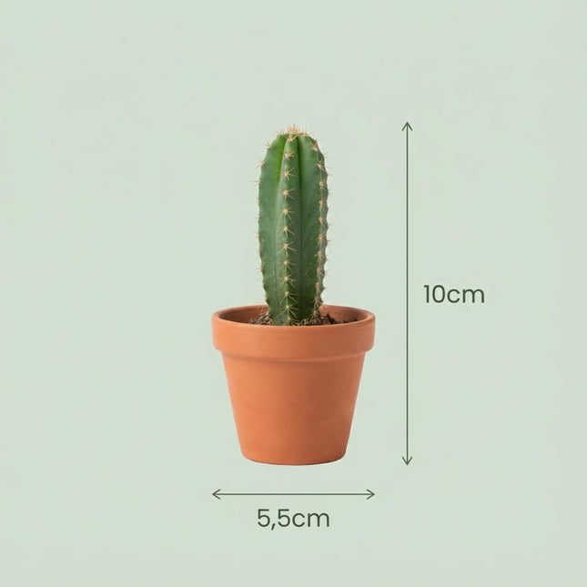 Mini Kakteen Mix – 12 Pflanzen – Ø8,1cm Terrakottatöpfe – Höhe 5-10cm – Pflegeleichte Zimmerpflanzen – Kakteen Set für Fensterbank Büro & Wohnraum
