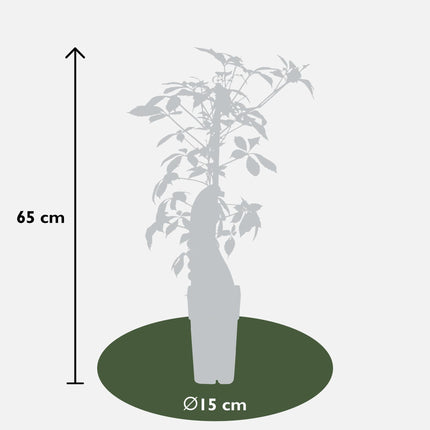 Jungfernrebe – Parthenocissus henryana – Ø15cm – ↕65cm – Farbintensive Kletterpflanze mit roter Herbstfärbung
