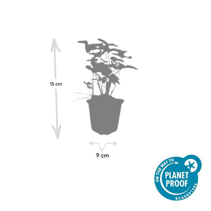 Wald – Erdbeere – Fragaria vesca – ↑10-25cm – Ø9cm – 6 Pflanzen – Bodendecker & Früchte, pflegeleicht, süße essbare Beeren