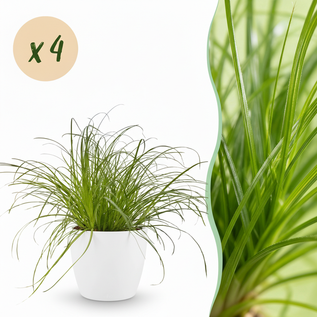 Cyperus Alternifolius Zumula Katzengras Pflanze 4er Set mit weißem Topf Ø12cm Höhe 20cm Haustierfreundliche Grünpflanze pflegeleicht für Zimmer & Büro