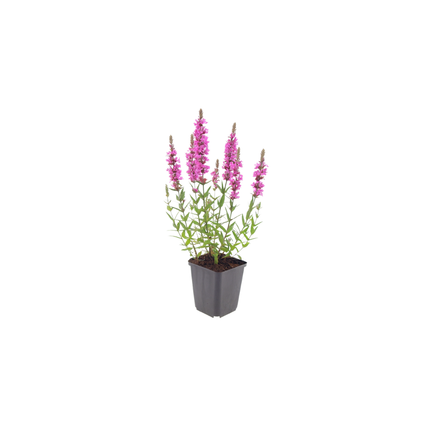 Lythrum salicaria Blutweiderich – 48 Pflanzen – Ø9cm – Höhe 10-25cm – Rosa Purpur Blütenähren – Winterharte Staude – Für Teichrand & Feuchtbeet