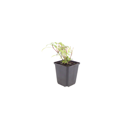Rote Spornblume Centranthus ruber ‘Coccineus’ – 48 Pflanzen – Sommerblühende Staude – 10-25cm – Ø9cm – Bienenfreundlich für sonnige Beete