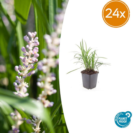Glöckchentraube Liriope muscari 'Moneymaker' – 24 Pflanzen – ↕10-25 cm – Ø9 cm – Immergrüne Bodendeckerpflanze mit violetten Blüten – Pflegeleichte Gartenstaude