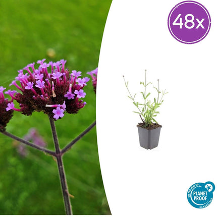Hohes Eisenkraut Verbena bonariensis 'Lollipop' – 48 Pflanzen – ↕10-25 cm – Ø9 cm – Kompakte, lilafarbene Blütenpflanze – Pflegeleichte, bienenfreundliche Staude