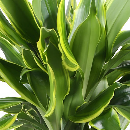 Dracaena fragrans Golden Coast – Zwei pflegeleichte Drachenbäume im dekorativen Korb – 17cm – Höhe 50-55cm – Bunte Zimmerpflanzen für Innenräume