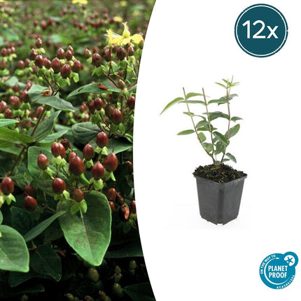 Duftloses Johanniskraut Hypericum inodorum – ↕10-25cm – Ø9cm – 12 Pflanzen – Gelb blühender Zierstrauch, Winterhart & Pflegeleicht