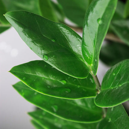 Zamioculcas – 80-90cm – 21cm inkl. Naturkorb – Pflegeleichte ZZ – Pflanze – Robust & luftreinigend – Grünpflanze für Wohnzimmer, Büro & Schlafzimmer