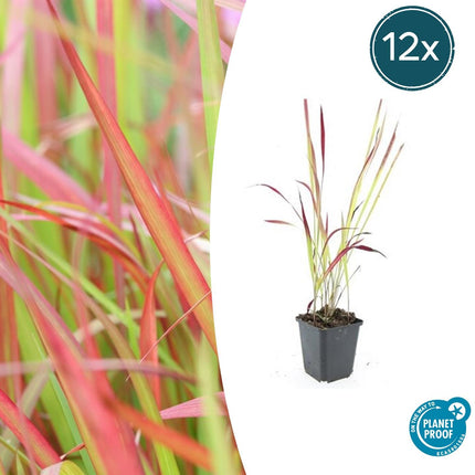 Japanisches Blutgras Imperata cylindrica 'Red Baron' – ↕10-25cm – Ø9cm – 12 Pflanzen – Winterhartes Ziergras mit roten Blattspitzen