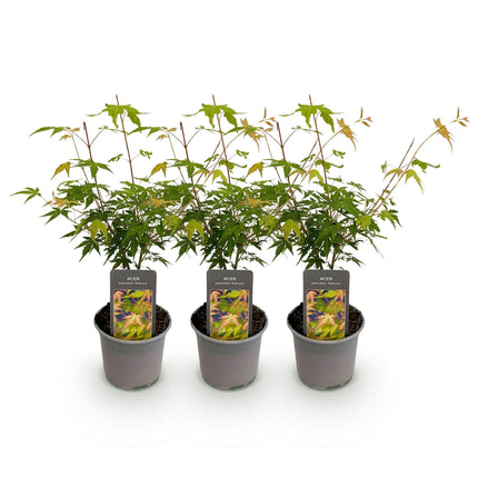Acer palmatum Katsura – 3 Pflanzen – 12cm – Höhe ca. 35cm – Japanischer Ahorn mit goldgelbem Frühlingslaub & orangefarbener Herbstfärbung