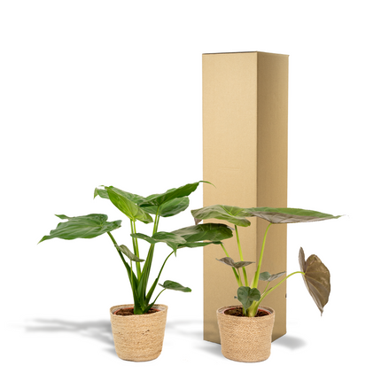 Zimmerpflanzen-Set Alocasia Cucullata + Alocasia Wentii – Ø19 cm – ↕60 cm – 2er-Set – Luftreinigend – Tropisches Design – Mit Korb Selin