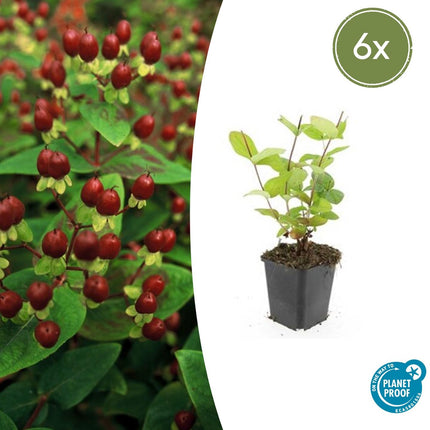 Johanniskraut Hypericum inodorum 'Beauty' – ↕10-25cm – Ø9cm – 6 Pflanzen – pflegeleichter Strauch – gelbe Blüten – bienenfreundlich