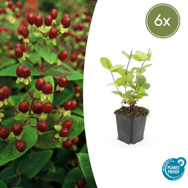 Johanniskraut Hypericum inodorum 'Beauty' – ↕10-25cm – Ø9cm – 6 Pflanzen – pflegeleichter Strauch – gelbe Blüten – bienenfreundlich