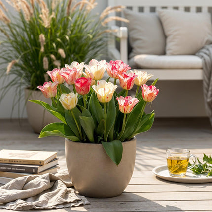 Blumenzwiebeln Tulpe Hemisphere Mischung – 12 Blumenzwiebeln – Bunte Tulpen in verschiedenen Farben – Für Beet, Balkon & Terrasse