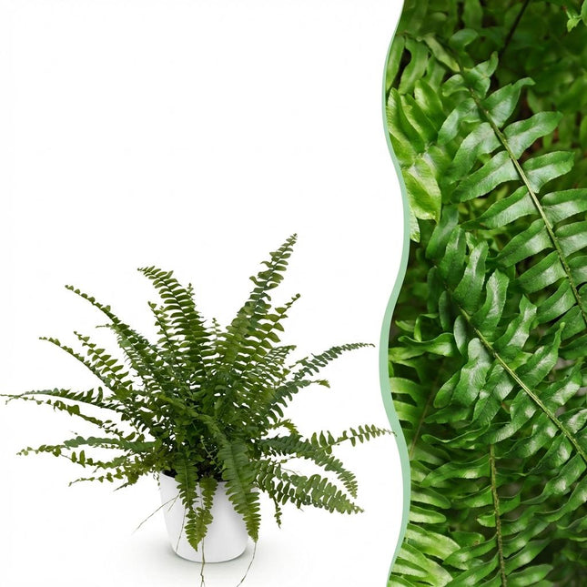 Nephrolepsis Exaltata Green Lady Farn – Zimmerpflanze im weißen Topf Ø12cm Höhe25cm – Haustierfreundliche Grünpflanze – Luftreinigend & Pflegeleicht