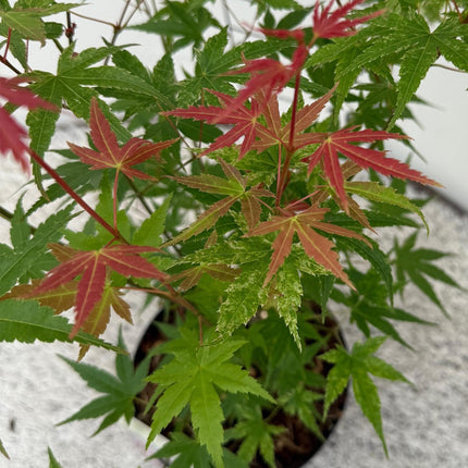 Ahorn Acer palmatum Phoenix – 12cm – Höhe ca. 35cm – Rosa Austrieb & rote Blüte