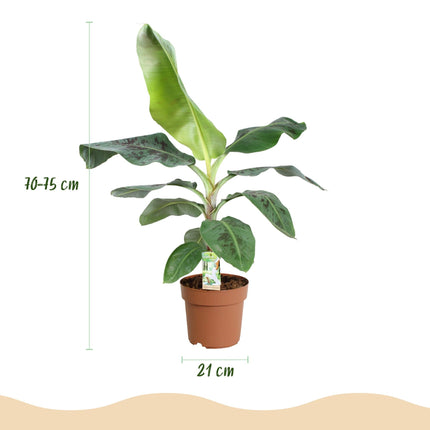 Bananenpflanze Musa acuminata Dwarf Cavendish – 70-75cm – 21cm – pflegeleicht
