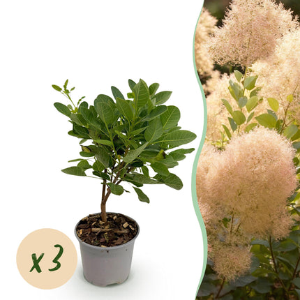 Cotinus coggyria Young Lady – 3 Pflanzen – 12cm – Höhe ca. 35cm