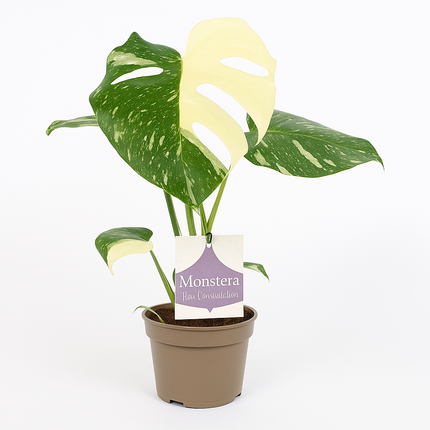 Monstera Thai Constellation – Seltene Zimmerpflanze Ø12cm – ↕30cm – panaschiertes Blattmuster – tropisches Highlight für helle Räume