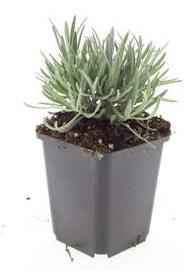Lavandula intermedia 'Edelweiss' – 48 Pflanzen – Winterharter Weißblühender Lavendel – Duftend & Bienenfreundlich