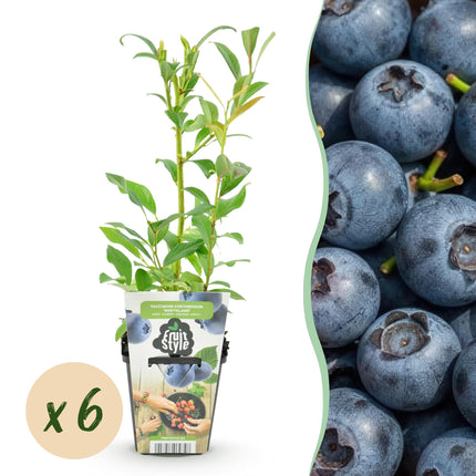 Blaubeere Vaccinium corymbosum Northland winterhart Höhe 30cm 6 Pflanzen Ø9cm – Ertragreiche Blaubeere für Garten Balkon & Terrasse