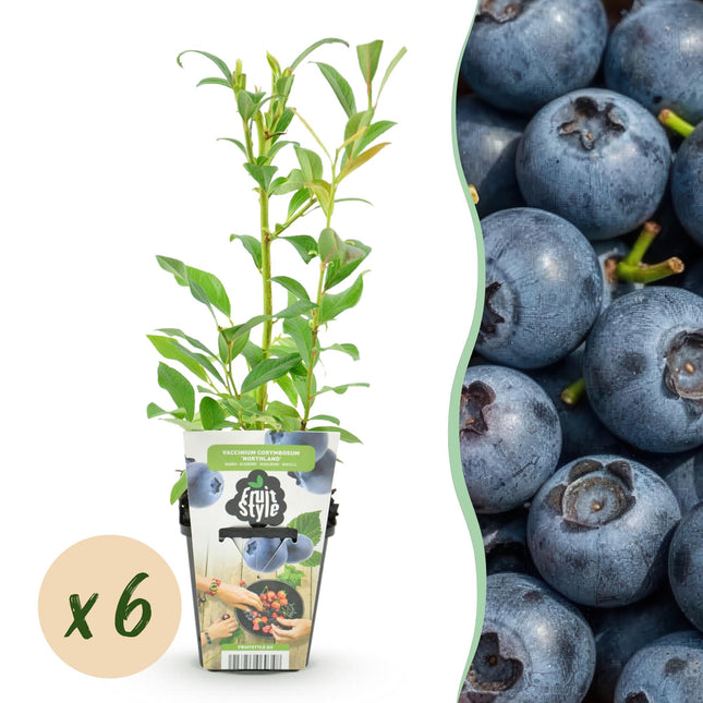 Blaubeere Vaccinium corymbosum Northland winterhart Höhe 30cm 6 Pflanzen Ø9cm – Ertragreiche Blaubeere für Garten Balkon & Terrasse