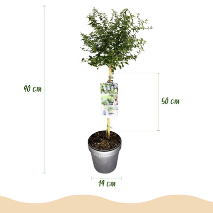Kalifornischer Flieder Ceanothus thyrsiflorus Repens Ø19cm Höhe90cm – Immergrüner Zierstrauch mit blau – lila Blüten