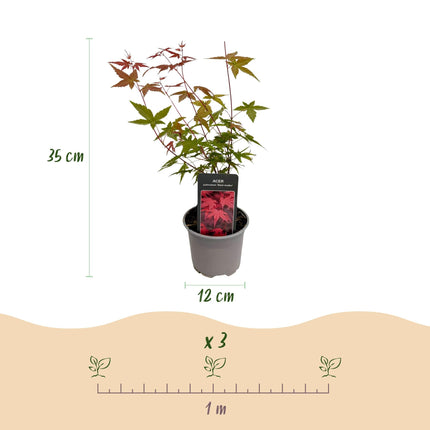 Acer palmatum Beni – maiko – 3 Pflanzen – 12cm – Höhe ca. 35cm – Japanischer Ahorn mit leuchtend roten Blättern & orangefarbener Herbstfärbung