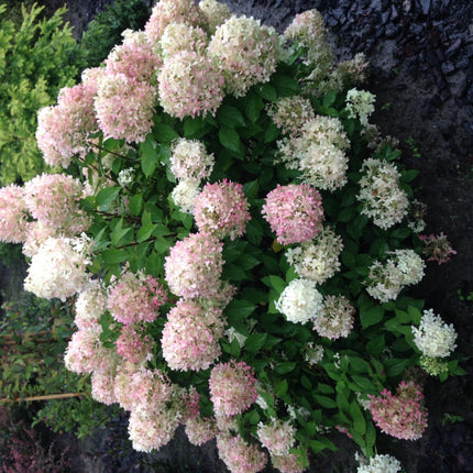 Rispenhortensie – Hydrangea panniculata Limelight – Blüte Limonengrün-Cremeweiß – Laubabwerfend – Große Blüten – 17cm – Höhe ca. 50cm