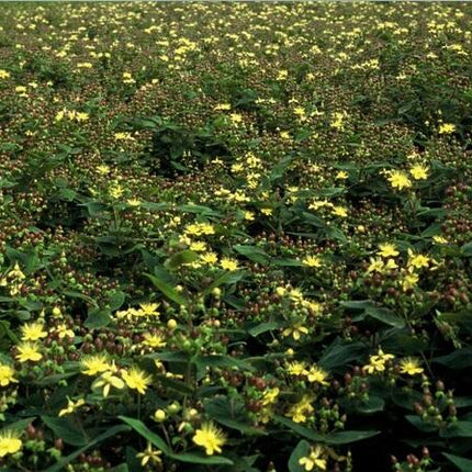 Duftloses Johanniskraut Hypericum inodorum – ↕10-25cm – Ø9cm – 40 Pflanzen – Winterharter Zierstrauch mit gelben Blüten