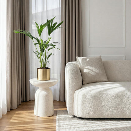 Howea Forsteriana – Kentia – Palme – 70-75cm – 17cm – Pflegeleichte Zimmerpalme mit eleganten Wedeln