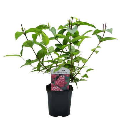 Sternchenstrauch – Deutzia hybrida Strawberry Fields – Rosa Blüten – Strauch – 17cm – Höhe 45cm – Wenig Pflege