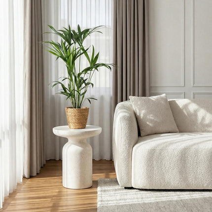 Howea Forsteriana Kentia Palme Zimmerpflanze inkl. Naturkorb