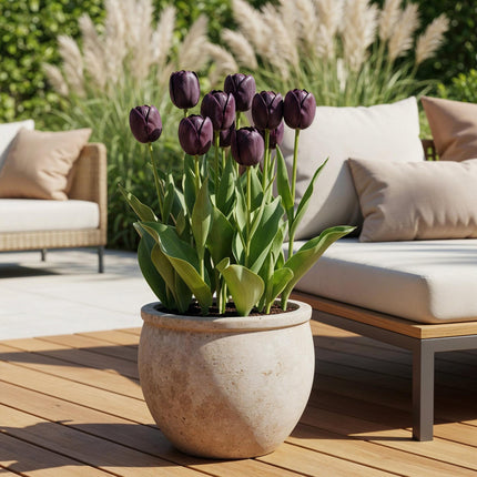 Blumenzwiebeln Tulipa Triumph Black – Dunkel Lila – 15 Stück – Zwiebelgröße 11/12 – Edle Triumph-Tulpen für Garten, Balkon & Terrasse – Frühjahrsblüher